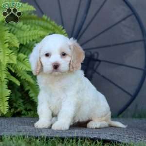 Cleo, Cockapoo Puppy