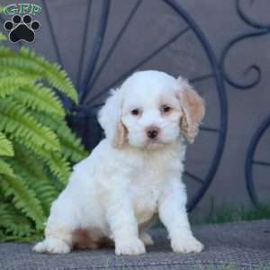 Cleo, Cockapoo Puppy