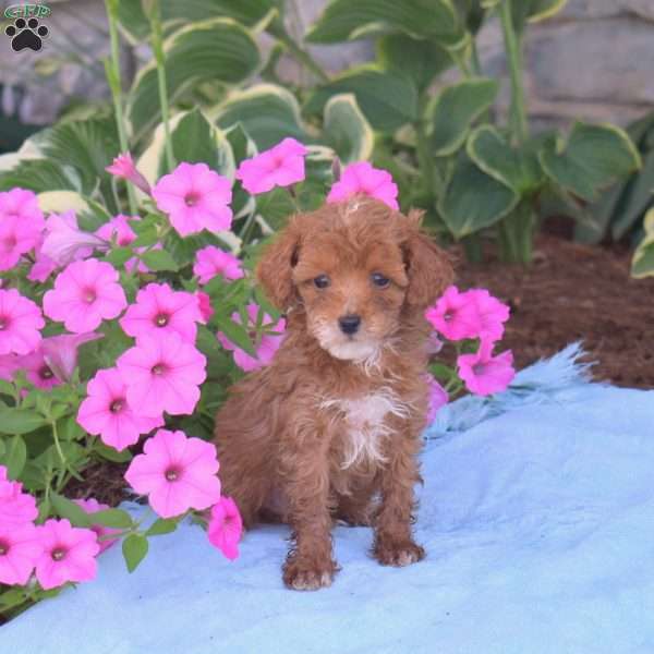 Clifford, Toy Poodle Puppy