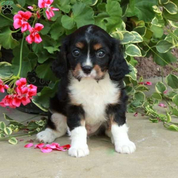 Clifford, Cavalier King Charles Spaniel Puppy