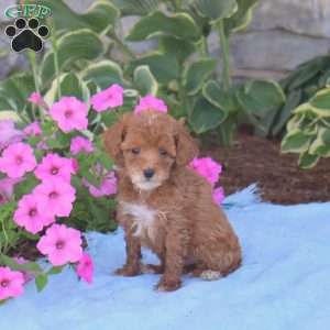 Clifford, Toy Poodle Puppy