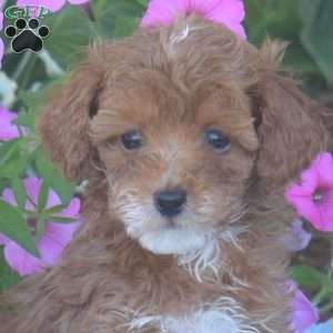 Clifford, Toy Poodle Puppy