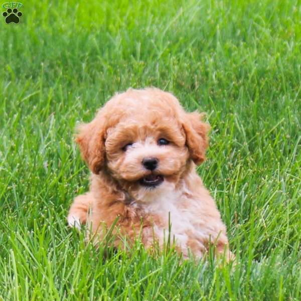 Clover, Bich-Poo Puppy