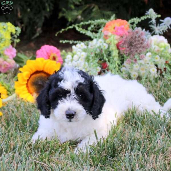Clover, Cavapoo Puppy