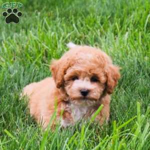 Clover, Bich-Poo Puppy