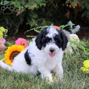 Clover, Cavapoo Puppy
