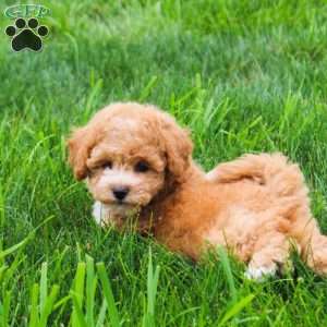 Clover, Bich-Poo Puppy