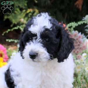 Clover, Cavapoo Puppy