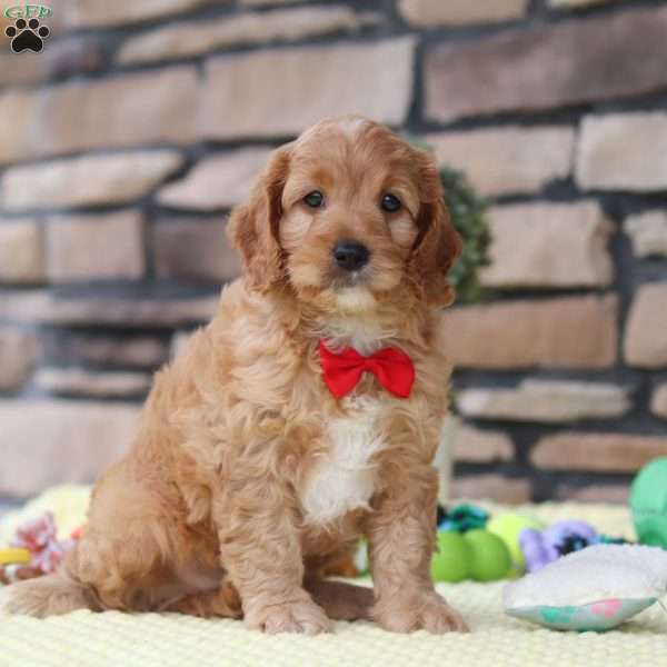 Clyde, Cavapoo Puppy