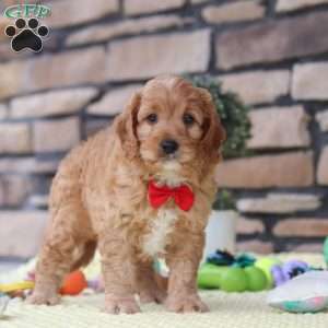 Clyde, Cavapoo Puppy