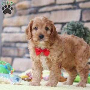 Clyde, Cavapoo Puppy