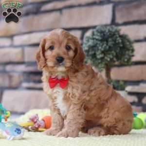 Clyde, Cavapoo Puppy