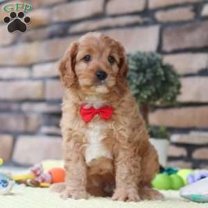 Clyde, Cavapoo Puppy