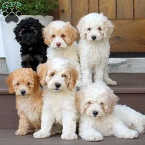 Mack, Cockapoo Puppy