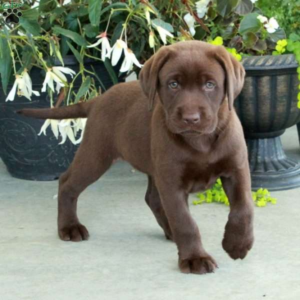 Coco, Chocolate Labrador Retriever Puppy