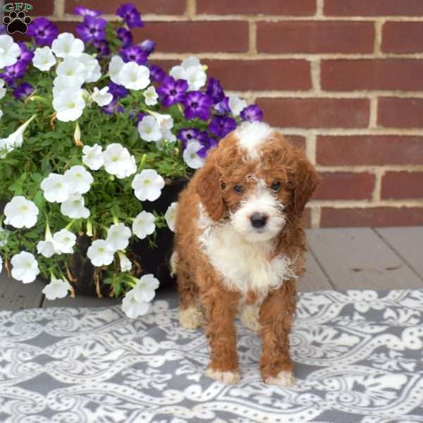 Cocoa, Miniature Poodle Puppy