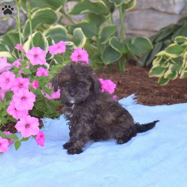 Cocoa, Toy Poodle Puppy