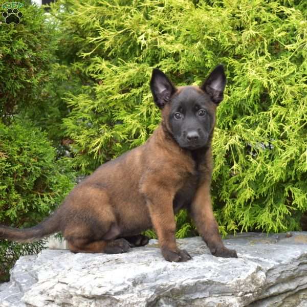 Cocoa, Belgian Malinois Puppy