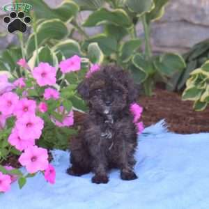 Cocoa, Toy Poodle Puppy