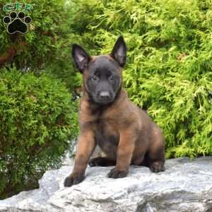 Cocoa, Belgian Malinois Puppy