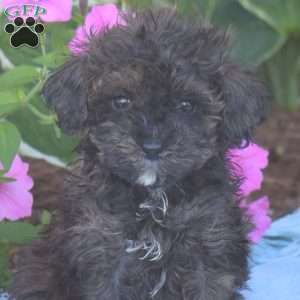 Cocoa, Toy Poodle Puppy