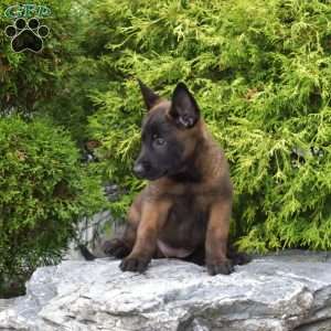 Cocoa, Belgian Malinois Puppy