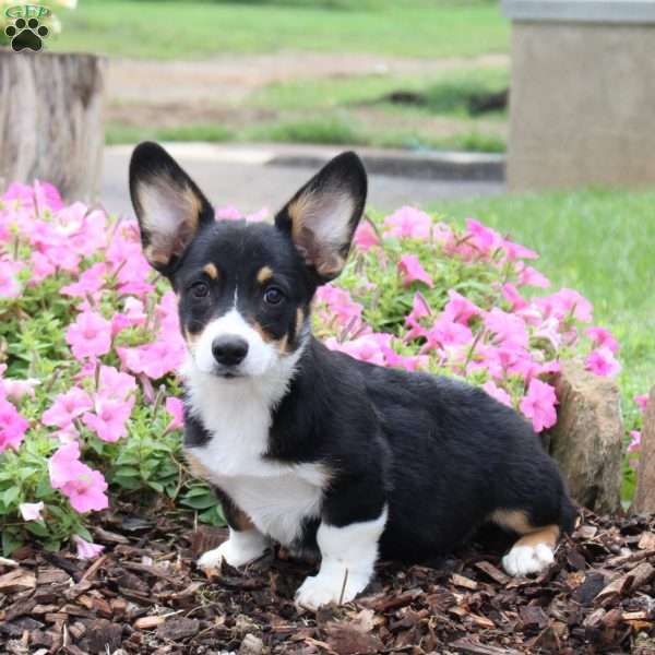 Cocoa, Pembroke Welsh Corgi Puppy