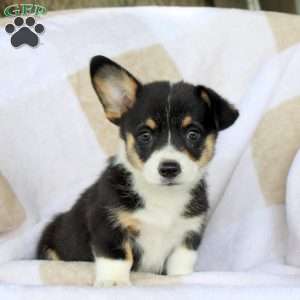 Cocoa, Pembroke Welsh Corgi Puppy