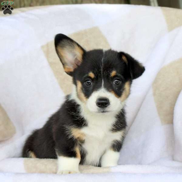 Cocoa, Pembroke Welsh Corgi Puppy