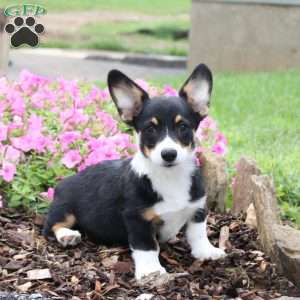 Cocoa, Pembroke Welsh Corgi Puppy
