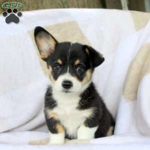 Cocoa, Pembroke Welsh Corgi Puppy