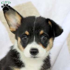 Cocoa, Pembroke Welsh Corgi Puppy