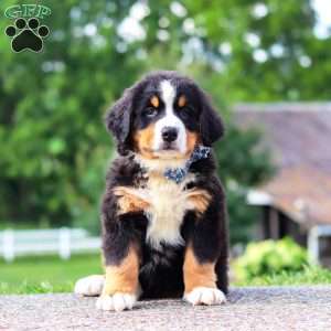 Cody, Bernese Mountain Dog Puppy