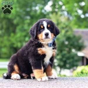 Cody, Bernese Mountain Dog Puppy
