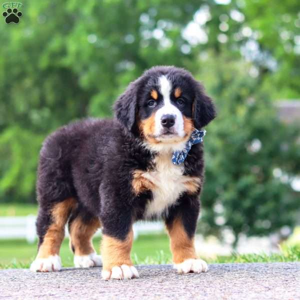 Cody, Bernese Mountain Dog Puppy