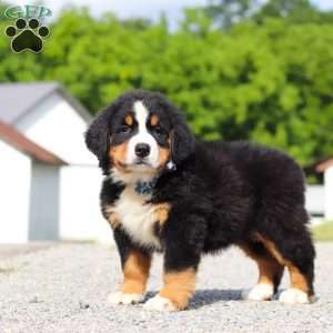 Cody, Bernese Mountain Dog Puppy