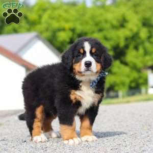 Cody, Bernese Mountain Dog Puppy