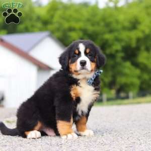 Cody, Bernese Mountain Dog Puppy