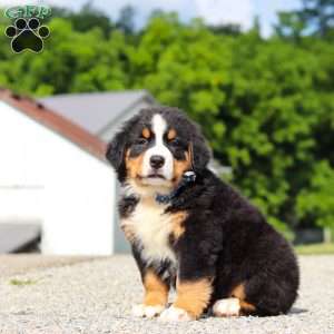 Cody, Bernese Mountain Dog Puppy