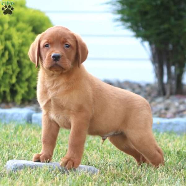 Cody, Fox Red Labrador Retriever Puppy