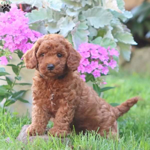 Chloe, Mini Goldendoodle Puppy