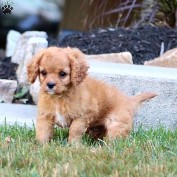 Cody, Cavapoo Puppy