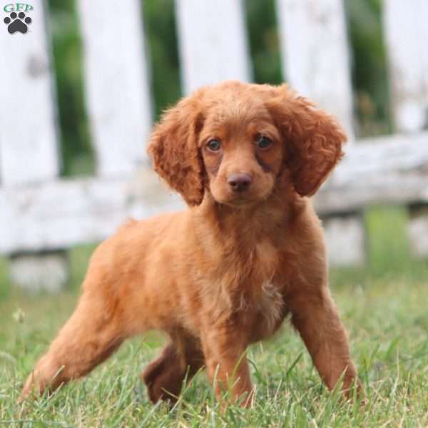 Cody, Cockapoo Puppy