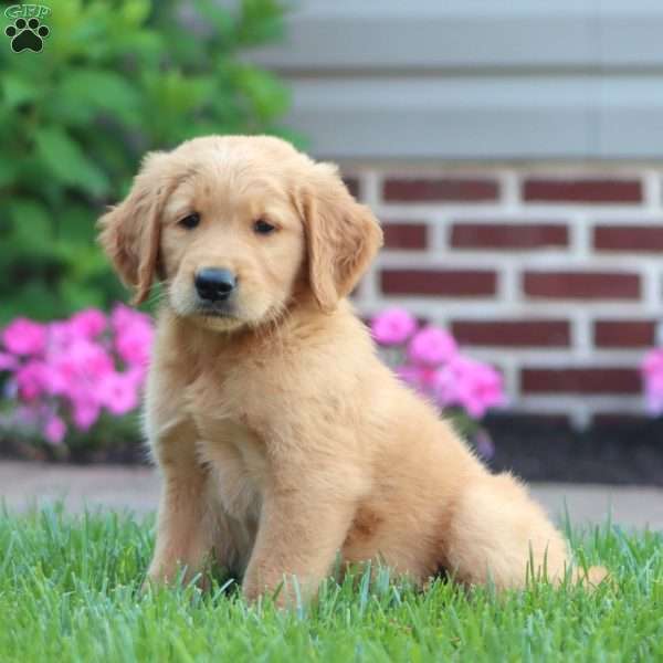 Cody, Golden Retriever Puppy