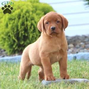 Cody, Fox Red Labrador Retriever Puppy