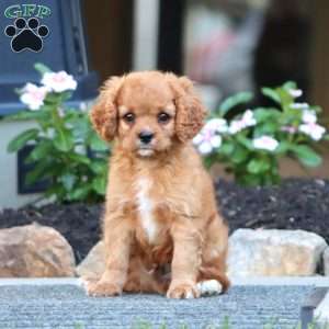Cody, Cavapoo Puppy