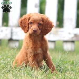 Cody, Cockapoo Puppy