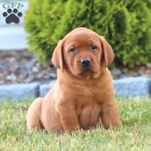Cody, Fox Red Labrador Retriever Puppy