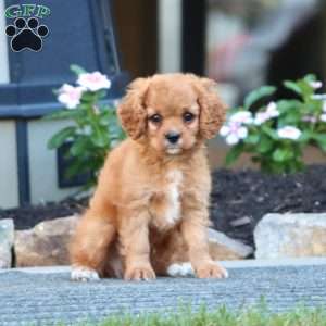 Cody, Cavapoo Puppy