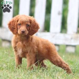 Cody, Cockapoo Puppy